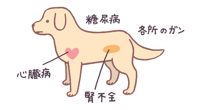 老犬のかかりやすい病気って？｜ペットライン